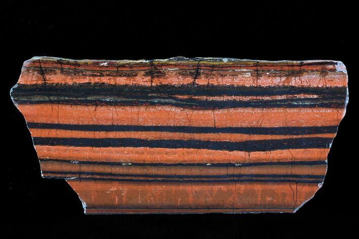 Polished Tiger Iron Stromatolite - ( Billion Years) #75858